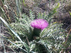 Cirsium drummondii