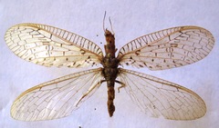 Chloronia mirifica