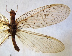 Chloronia mirifica
