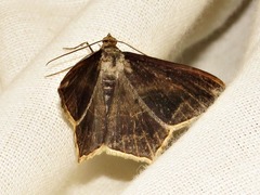 Chiasmia simplicilinea