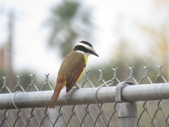 Pitangus sulphuratus