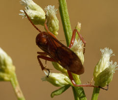 Tachypompilus unicolor