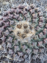 Thelocactus rinconensis