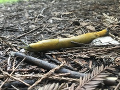 Ariolimax dolichophallus