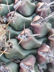 Thelocactus rinconensis