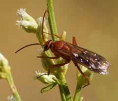 Tachypompilus unicolor