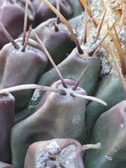 Thelocactus rinconensis