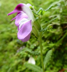 Pedicularis bifida