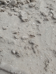 Odontomachus brunneus