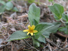 Calyptocarpus vialis