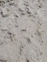 Odontomachus brunneus