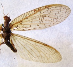 Chloronia mirifica