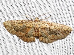 Horisme obscurata obscurata