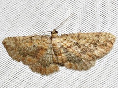 Horisme obscurata obscurata