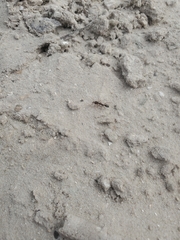 Odontomachus brunneus