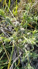 Eryngium echinatum