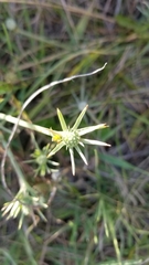 Eryngium echinatum