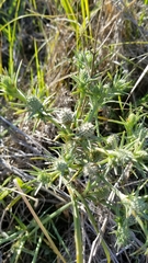 Eryngium echinatum