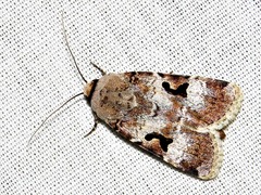 Ariathisa abyssinia