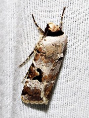 Ariathisa abyssinia