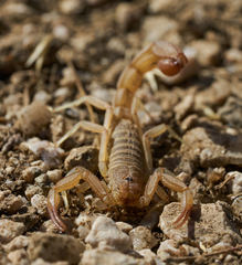 Paravaejovis confusus