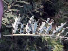 Eudiagogus episcopalis