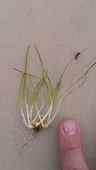 Cymodoceaceae