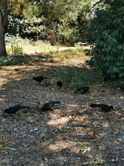 Corcorax melanorhamphos