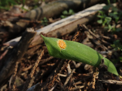 Puccinia sessilis