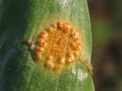Puccinia sessilis