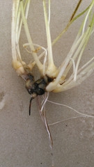 Cymodoceaceae