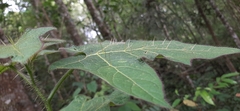 Solanum acerifolium