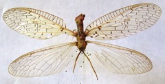 Chloronia mirifica