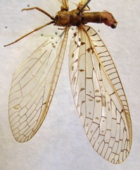 Chloronia mirifica