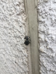 Otiorhynchus pseudonothus