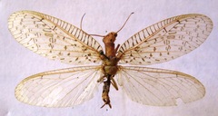 Chloronia mirifica