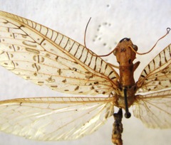 Chloronia mirifica