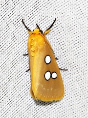 Rhanidophora cinctigutta