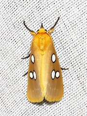 Rhanidophora cinctigutta