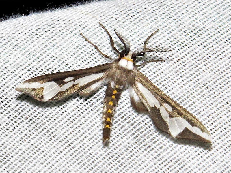 Thyretes