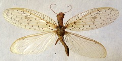 Chloronia mirifica