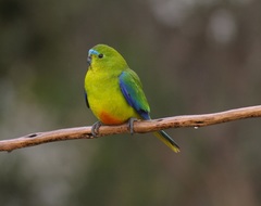 Neophema chrysogaster