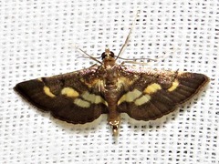 Syngamia