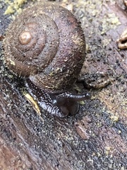 Cryptomastix germana