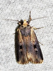 Effractilis effracta