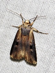 Effractilis effracta