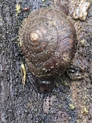 Cryptomastix germana