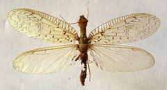 Chloronia mirifica