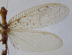 Chloronia mirifica