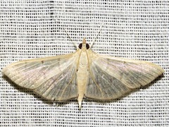 Poliobotys ablactalis